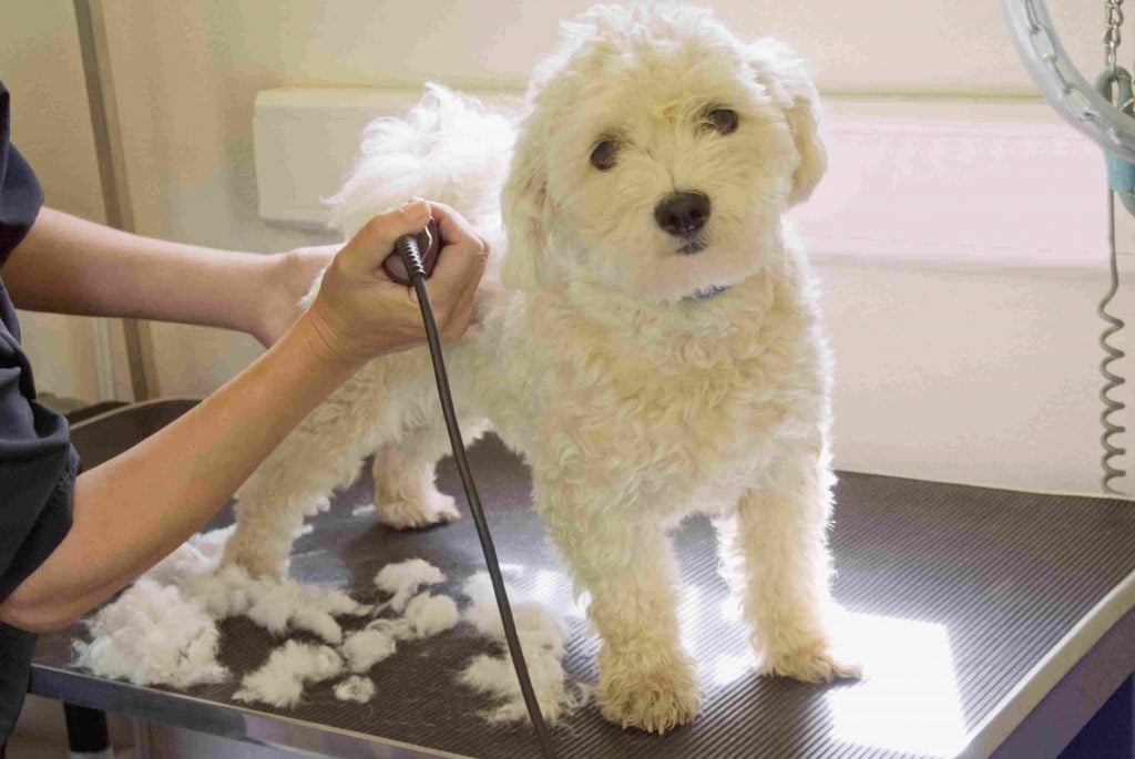 7 Things You Can Do With Your Dog’s Fur
