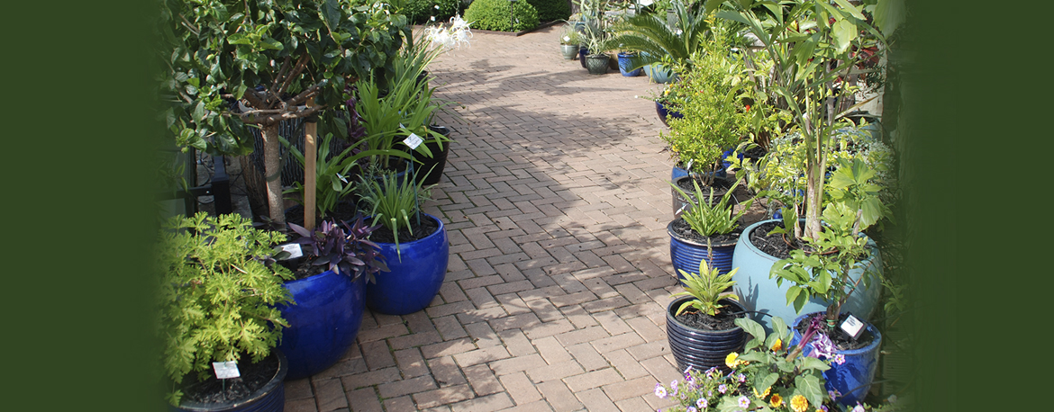 Watering Container Gardens Made Easy - fyi50+ The Original Online