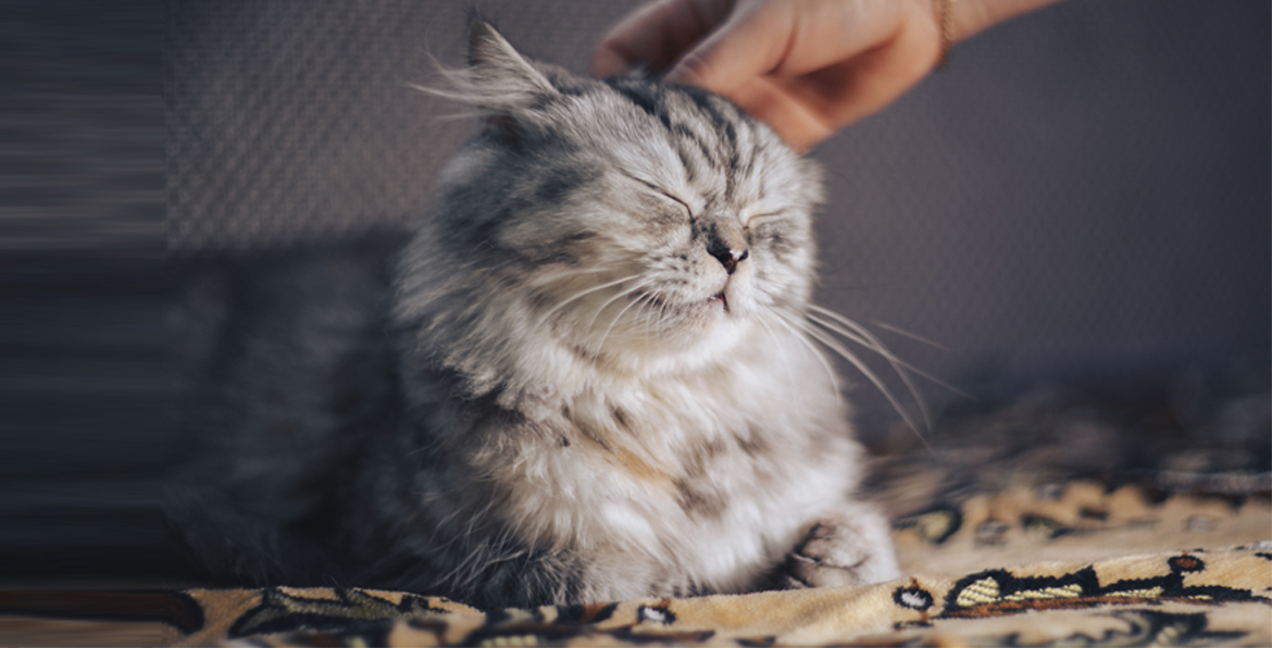A Happy Cat Being Pet